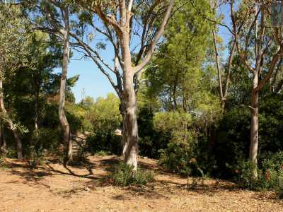 Troviamo un�apertura e riusciamo cos� ad accedere nella selva. Scarpiniamo lungo un sentiero mentre ci facciamo largo fra pini e agavi, fin quando...